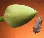 tiny-frog-on-lotus-bud