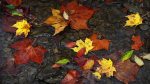 Autumn leaves drifting...
